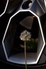 dandelion seedhead framed by alloy wheel rim detail