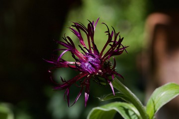 spiky purple flower