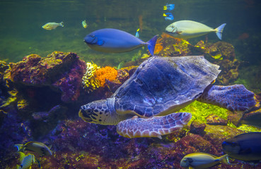 Underwater world. Sea turtle and fish.