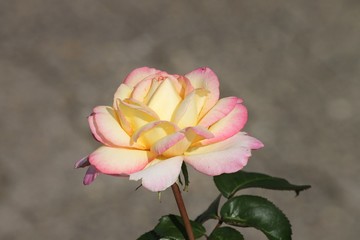 Rose in gelb und rosa