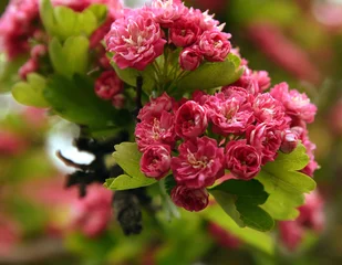 Photo sur Plexiglas Lilas Zweig Echten Rotdorns mit pink blühend