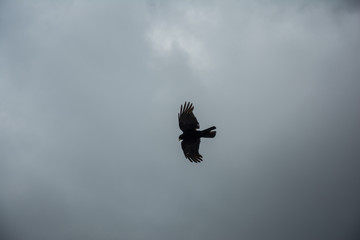 Alpine chough