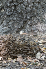 Grifola frondosa