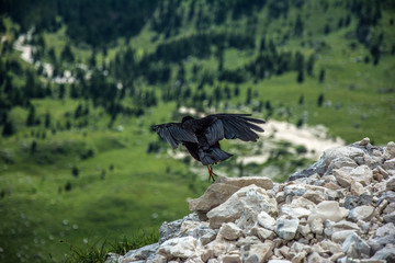 Alpine chough