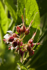 geranium flower seedheads in garden