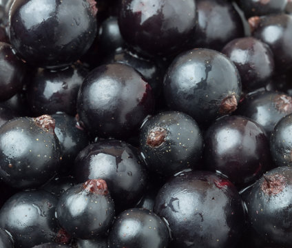 black currant berry close-up