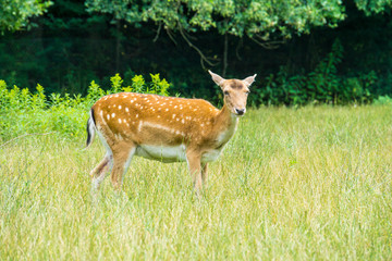 Naklejka na ściany i meble Curious deer looking on green meadow