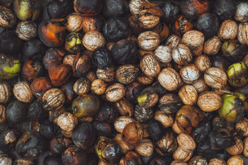 Fresh walnuts nuts in-shell at the market stall