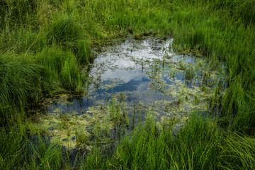 Swamp