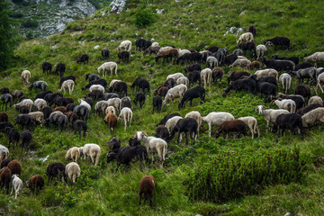 Obraz premium Sheep