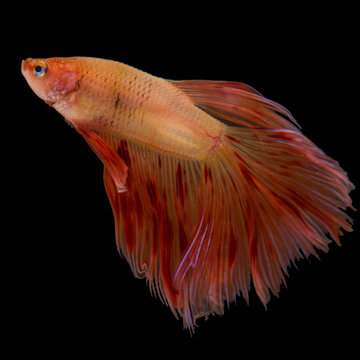 recommend clip art: Colorful betta fish, siamese fighting fish in movement