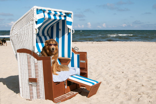 Hund mit Sonnenbrille am Meer sitzt im Strandkorb am Hundestrand Insel Rügen
