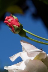 rosebud flower on background of blue sky