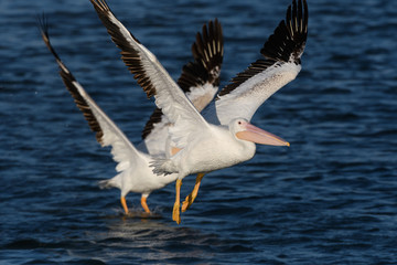 Fototapeta na wymiar Amerian White Pelicans at Bolsa Chica Wetlands, CA