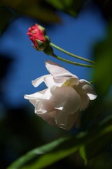 rose in bloom with rosebud