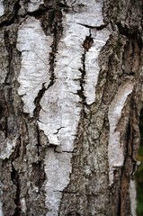 bark, tree, texture, wood, nature, trunk, pattern, rough, abstract, brown, forest, old, natural, textured, oak, surface, detail, closeup, wooden, plant, pine, skin, close-up, dry, material