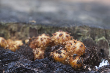 Pholiota aurivella mushroom