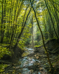 Obraz premium A foggy dawn in the spring forest. Dawn in the spring forest. Fog after the rain. Forest River.