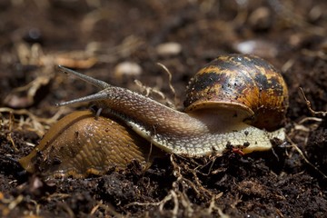 snail slithering over a slug