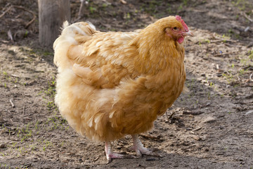 Dikke bruinoranje kip