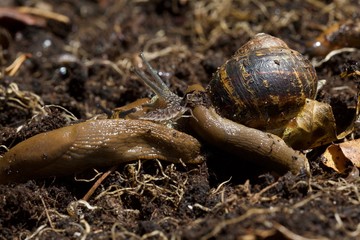 slug and snail on compost