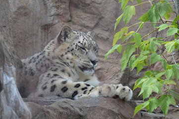Fototapeta premium Snow leopard on a rock