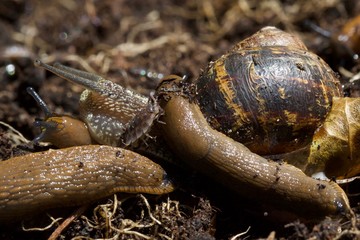 snail slug and woodlice on compost