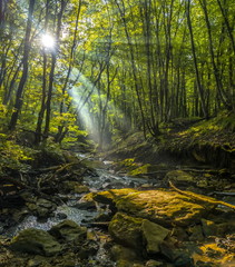 Obraz premium A foggy dawn in the spring forest. Dawn in the spring forest. Fog after the rain. Forest River.