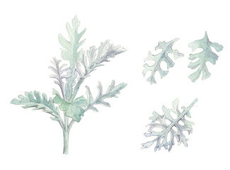 Cineraria ash watercolor plant isolated illustration background