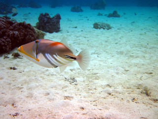 Fototapeta na wymiar Humu Humu Triggerfish while snorkeling Moorea French Polynesia