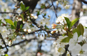 apple tree blossom in spring
