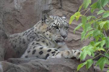 Snow leopard on a rock