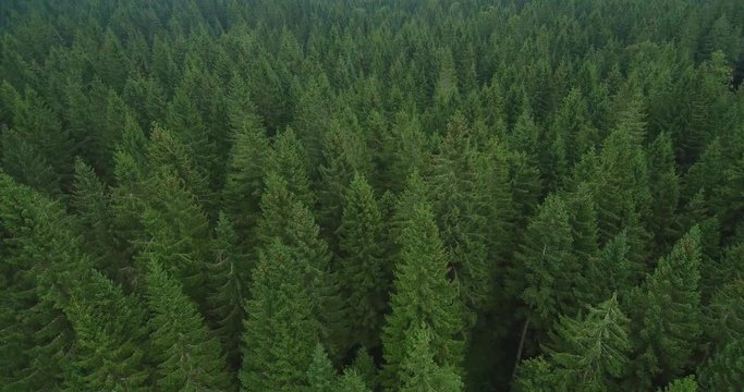 4k Aerial footage of green spruce forest in late summer