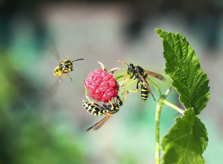 three insects striped dangerous wasp flew on juicy ripe red raspberry berry and drink her juice in the summer garden