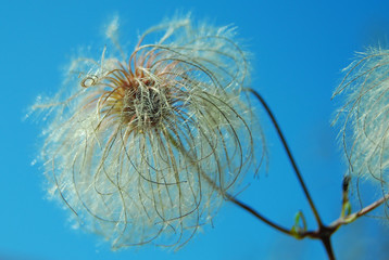 Dandelion on the background of bright blue sky