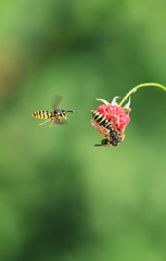 three insects striped dangerous wasp flew on juicy ripe red raspberry berry and drink her juice in the  garden