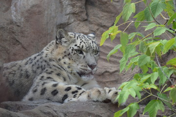 Snow leopard on a rock