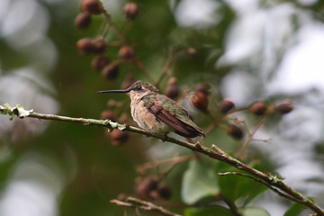 Hummingbird perched on a branch