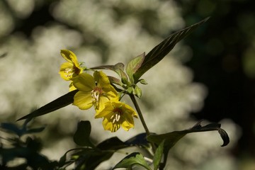 Yellow flowers on a branch of a tree - Lysimachia ciliata purpurea (firecracker)
