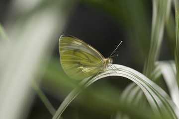 White vien butterfly on a leaf