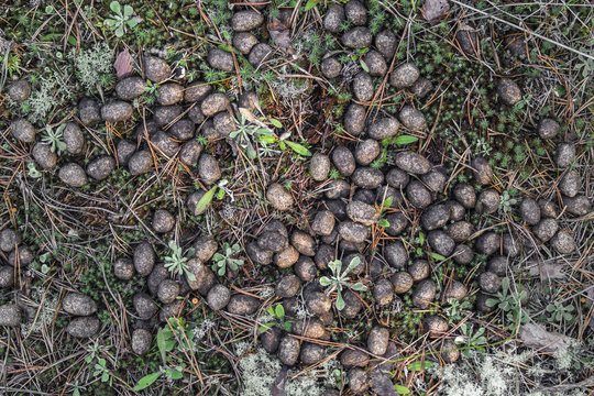 Old moose litter in the forest on dried grass close-up. Elk excrement, scat, shit.