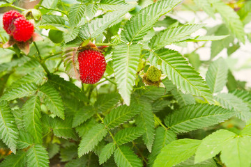 Red Tibetan berries growing at plant in nature with green leaves