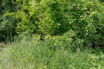 Acrocephalus dumetorum. The nest of the Blyth's Reed Warbler in nature.