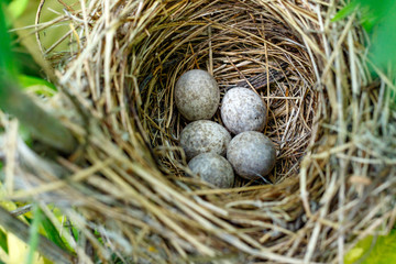 Naklejka na ściany i meble Acrocephalus dumetorum. The nest of the Blyth's Reed Warbler in nature.