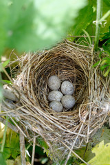 Acrocephalus dumetorum. The nest of the Blyth's Reed Warbler in nature.