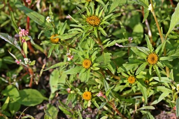 Strahliger Zweizahn (Bidens radiata) 
