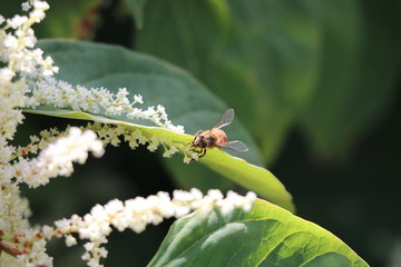 A bee collecting from white flowers
