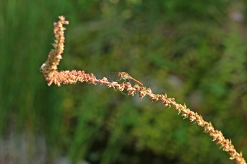 Große Heidelibelle (Sympetrum striolatum) auf Samenstand des Blutweiderichs (Lythrum salicaria)
