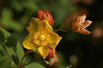 yellow flower and seedheads - Hypericum - St John's wort