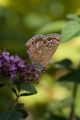 blue butterfly on flower - Adonis Blue